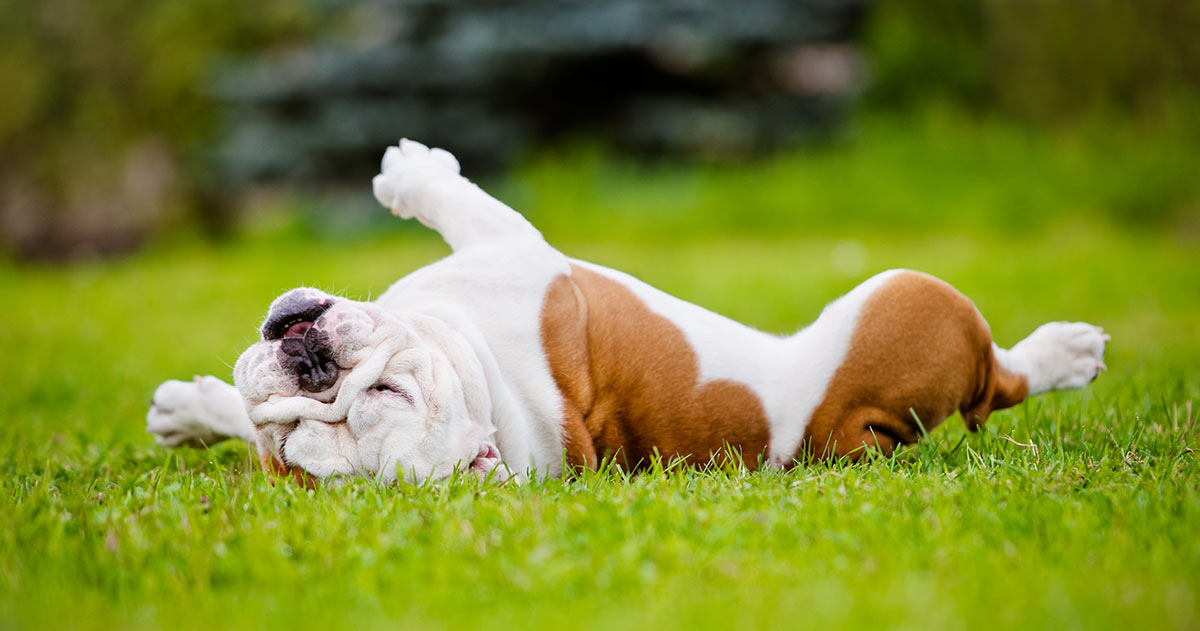 dog in the grass