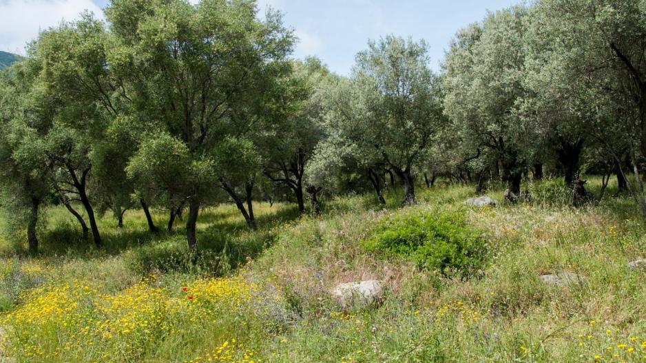 Μικρογραφία