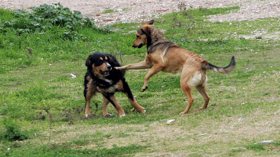 Μικρογραφία