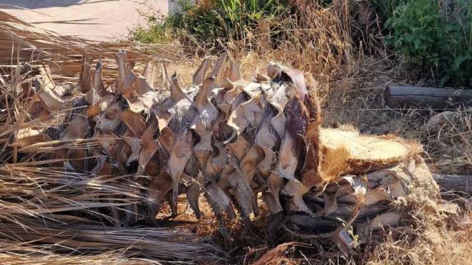 Μικρογραφία